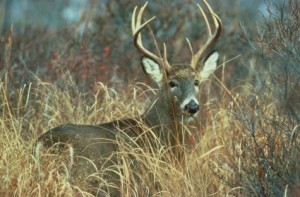 Photo of large buck in a field of tall grass