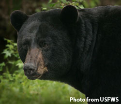 photo of black bear up close