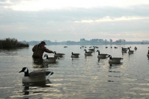 man placing duck decoys for waterfowl in the water 