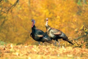 Fall-Gobblers