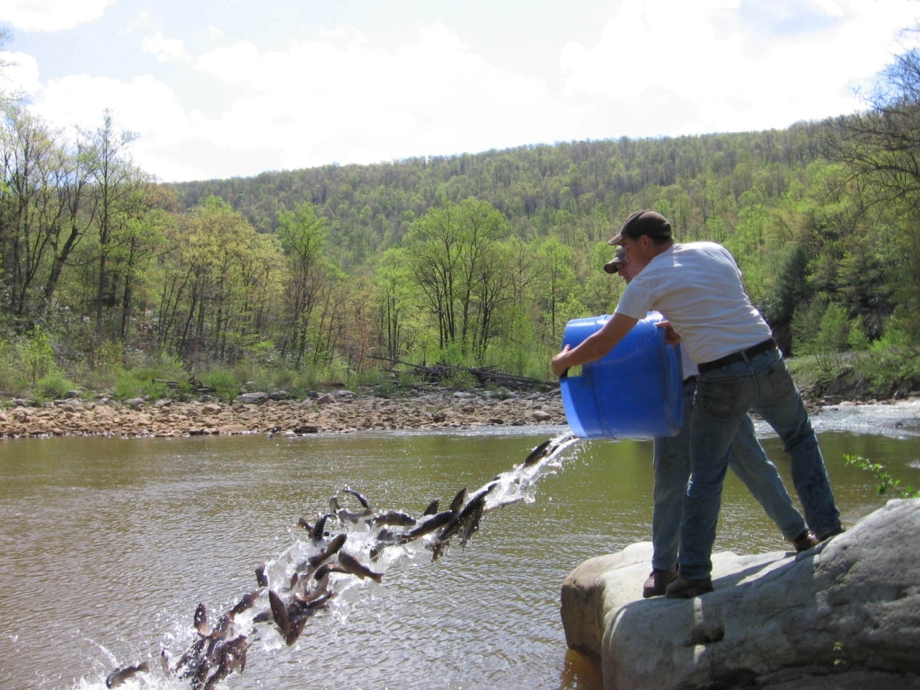 Md Dnr Trout Stocking 105