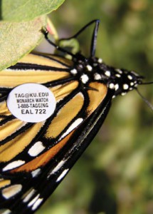 Tiny tags about the size of a pencil eraser are gently placed on the Monarch's wing to track migration patterns 