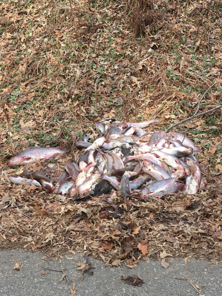 Photo of dead fish dumped