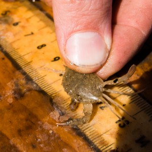 small crab being measured
