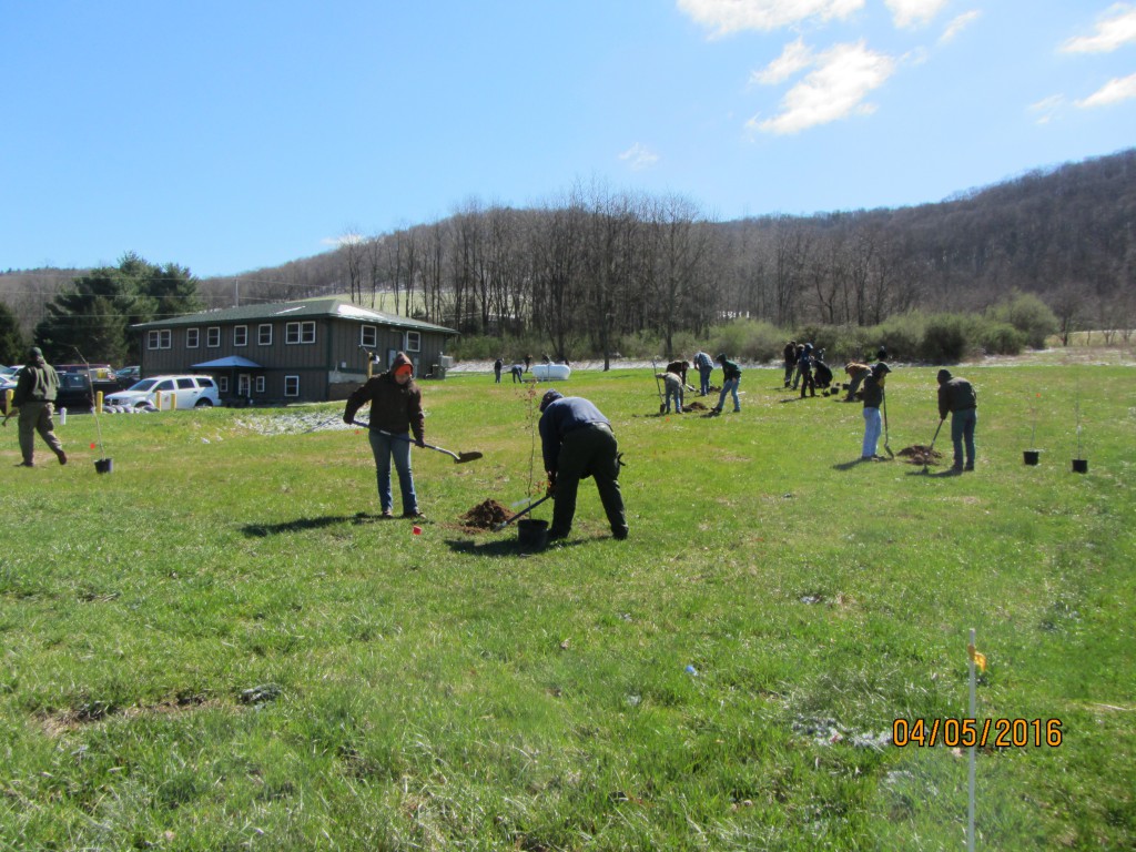 In celebration of Maryland Arbor Day, forestry staff, Maryland Conservation Corps members and Allegany College Students planted 29 trees in Flintstone on April 5, 2016.