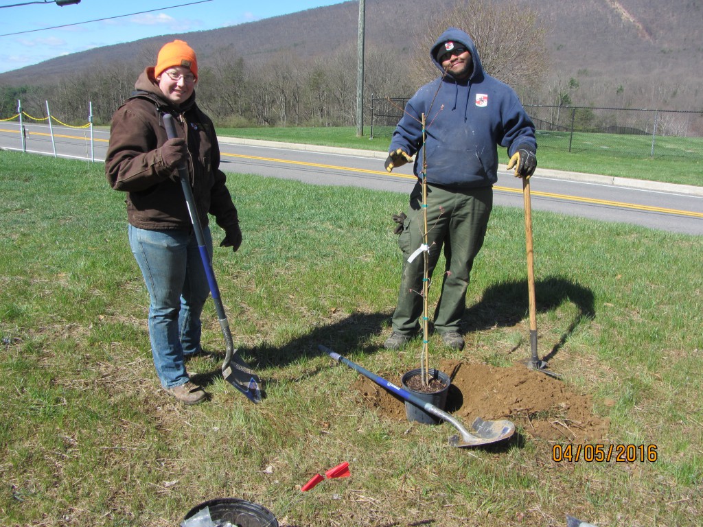 planting trees