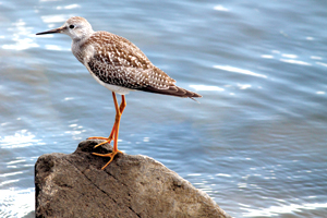 Lesser yellowlegs; by Bonnie Cole