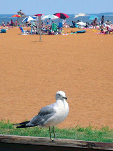 A seagull amongst the crowd; by Nita Settina