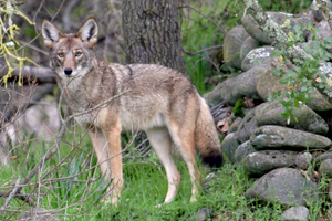 Coyote_Adult