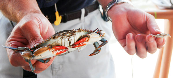 From the Bay and Back Again: The lifecycle of the blue crab