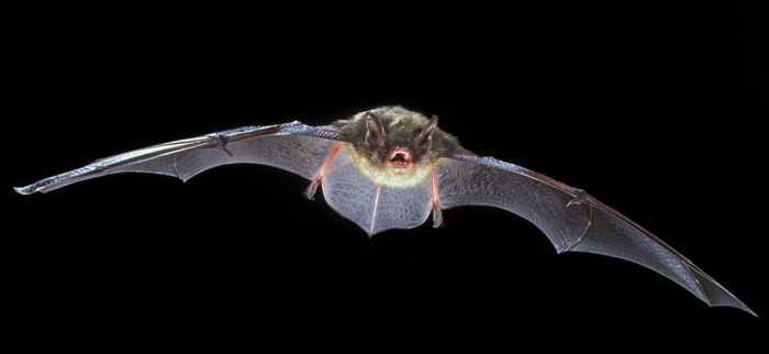 Little brown bat; by Scott Altenbach
