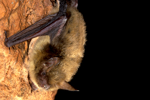 Northern long-eared bat; by Scott Altenbach