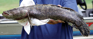 fish snakehead business levels taking management care farson enoch northern