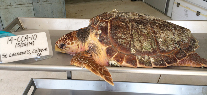Fresh dead loggerhead turtle; department photos