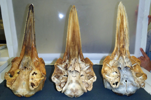 Smithsonian dolphin skulls
