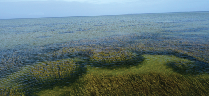 Healthy grasses and clear water off Poplar Island; by Peter McGowan