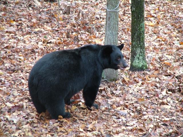Photo of Maryland Black Bear