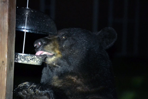 Photo of: Bear eating out of bird feeder