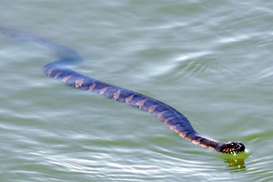 Photo of: snake in water