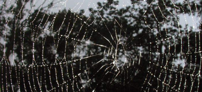Photo of: spider web up close