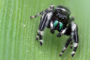 Photo of: Jumping spider