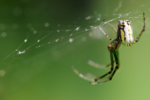 Photo of: Spider upside down spinning web