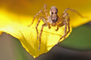Photo of: brown spider on yellow leaf