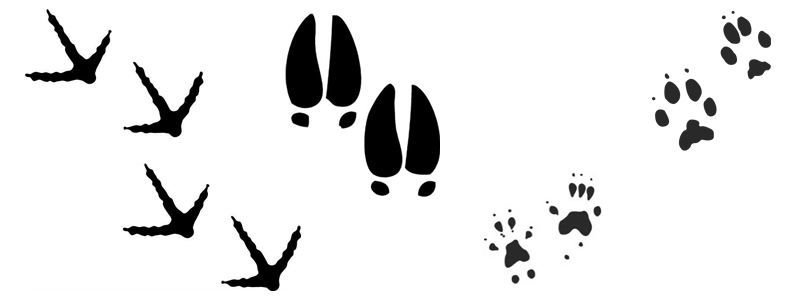 Drawings of: animal tracks