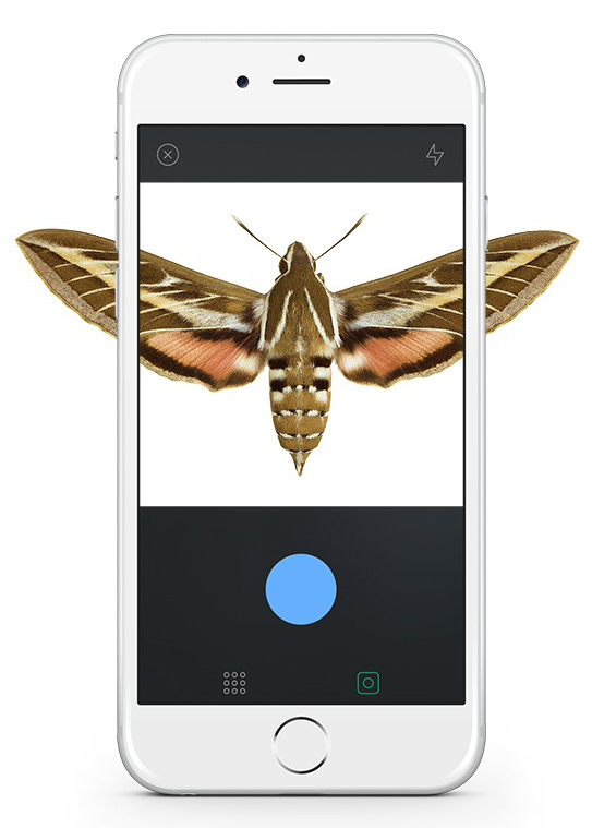 Graphic of: Moth on Smartphone Screen