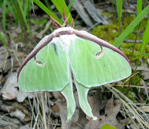 Photo of: Green luna moth