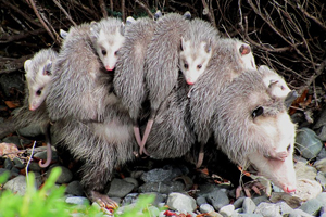 Photo of: Opossum carrying young on its back