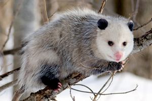 Photo of: opossum on branch