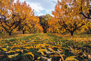 Photo of: Autumn peach trees