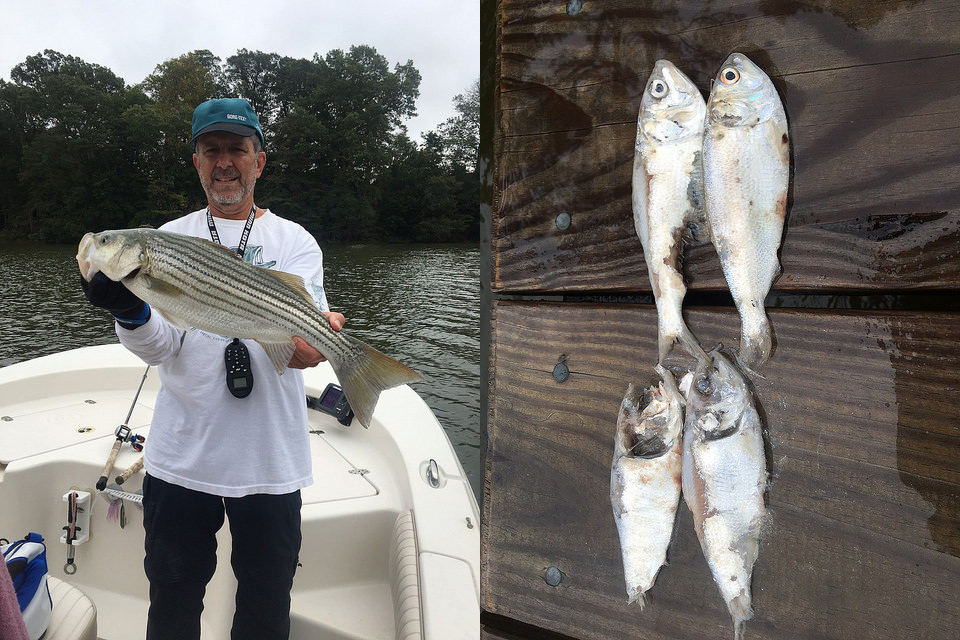 Herb Floyd caught this nice striped bass and also a picture of what the striped bass have been eating.