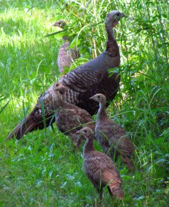 Photo of female turkey and juveniles
