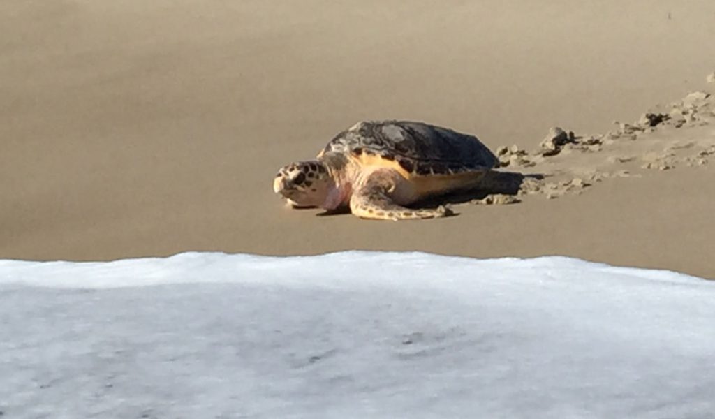 Photo of loggerhead sea turtle returning to Atlantic Ocean