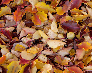 Photo of fall leaves courtesy of Fran Saunders