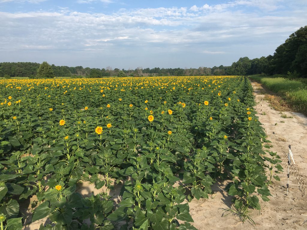Photo of sunflower field at Idylwild Wildlife Management Area