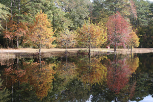 Photo of fall foliage reflected in the Pocomoke River