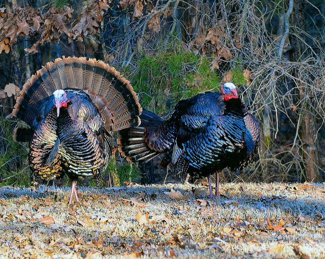 Photo of turkeys strutting by Lori R. Bramble