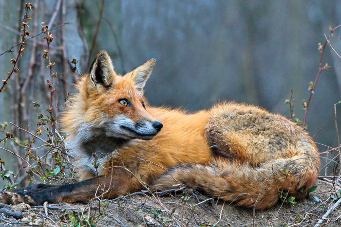 Photo of: Fox looking to the right