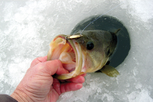 Photo of: Largemouth bass pulled from icy lake