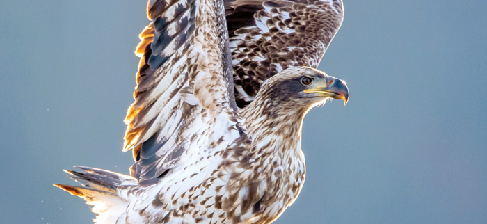 Photo of: Immature bald eagle with wings raised