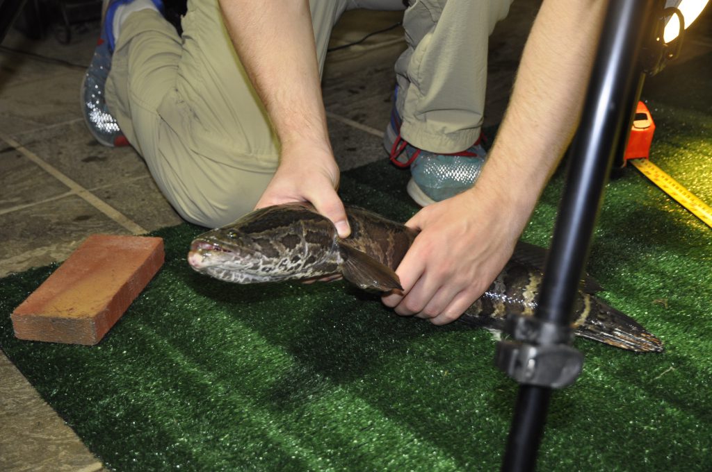 Photo of northern snakehead being observed for its movement on land