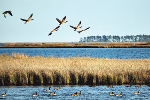Photo of: Geese flying over marsh