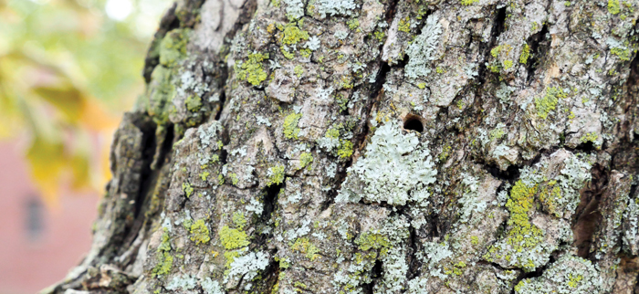 Photo of: bark with d-shaped hole