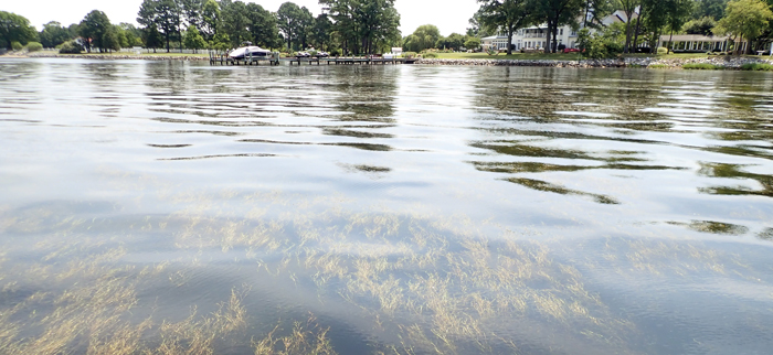 Photo of: Water showing above surface and below grass