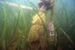 Photo of: Seahorse in eelgrass underwater