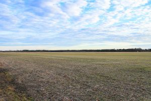 Photo of Dorchester County farmland taken byTeena Ruark Gorrow for Chesapeake Conservancy  