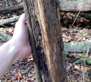 Photo of: Bark stripped from tree